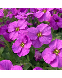 Aubrieta axcent antique rose