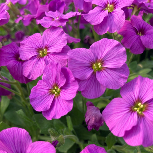 Aubrieta axcent antique rose