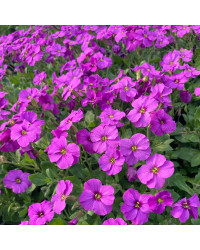 Aubrieta axcent antique rose