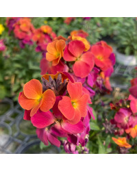 Giroflée Erysimum Winter Orchid