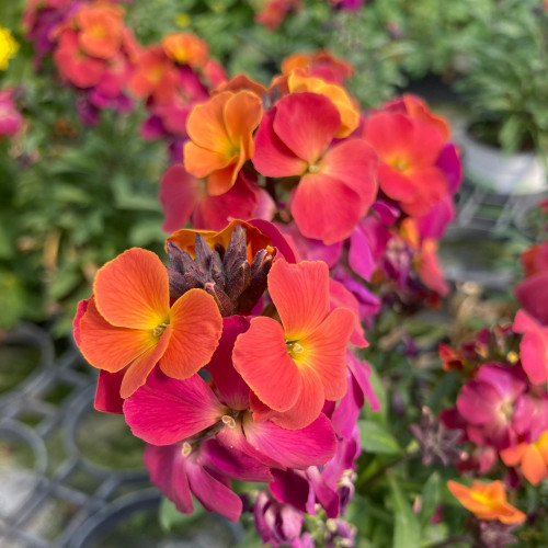 Giroflée Erysimum Winter Orchid