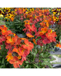 Giroflée Erysimum Winter Orchid