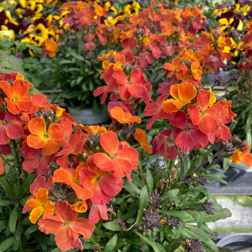 Giroflée Erysimum Winter Orchid