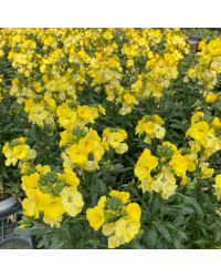 Giroflée Erysimum Winter Gold