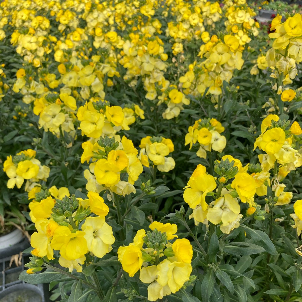 Giroflée Erysimum Winter Gold