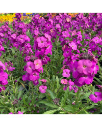 Giroflée Erysimum Poem Lavender