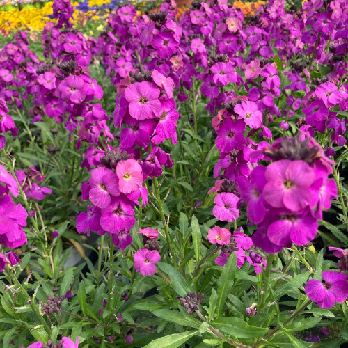 Giroflée Erysimum Poem Lavender