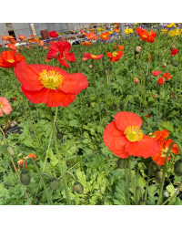 Papaver Nudicaule Spring Fever
