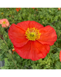 Papaver Nudicaule Spring Fever