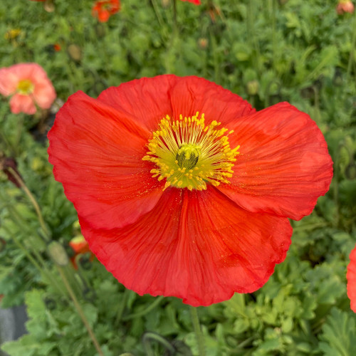 Papaver Nudicaule Spring Fever