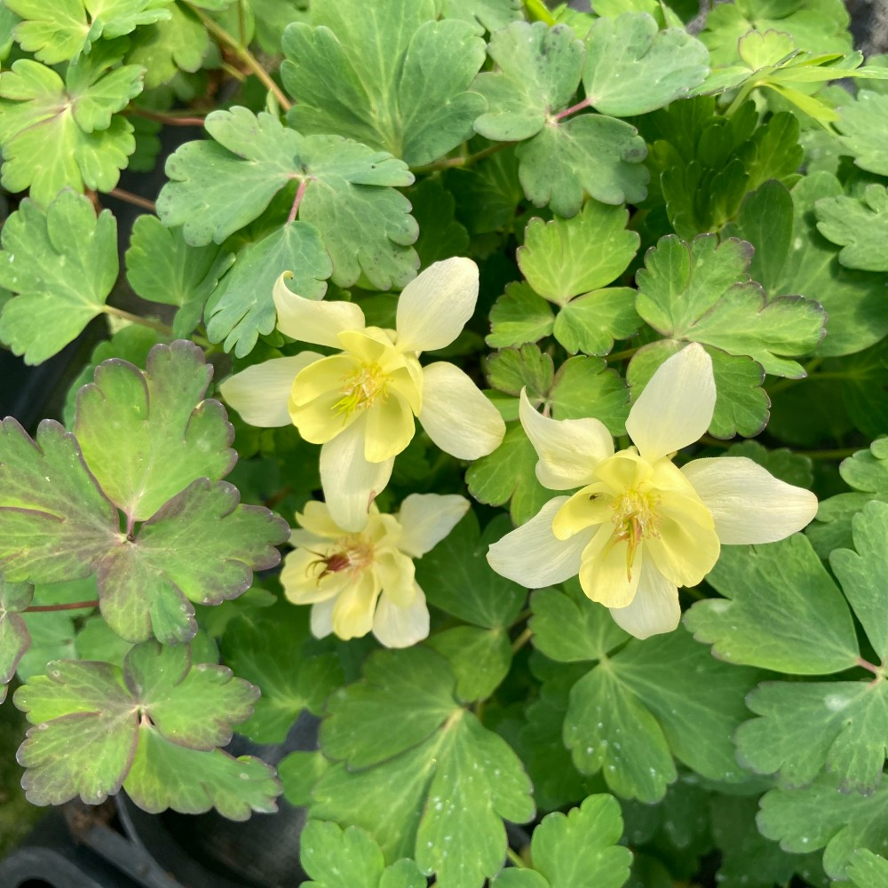 Ancolie Aquilegia jaune