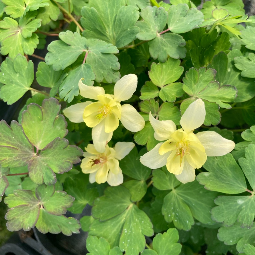 Acheter Ancolie Aquilegia jaune vivace pas cher sur Coclicoh