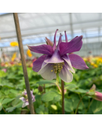 Ancolie Aquilegia mauve et blanc