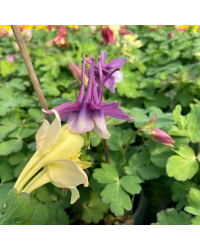 Ancolie Aquilegia mauve et blanc