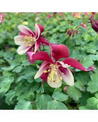 Ancolie Aquilegia rouge et blanc
