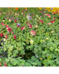Ancolie Aquilegia rouge et blanc