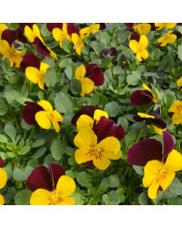 Pensée Viola Sorbet xp jaune à ailes violettes