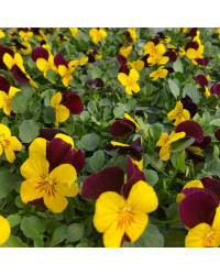 Pensée Viola Sorbet xp jaune à ailes violettes