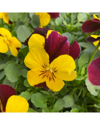 Pensée Viola Sorbet xp jaune à ailes violettes