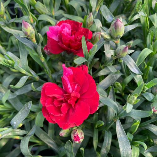 oeillet Dianthus Oscar Cherry