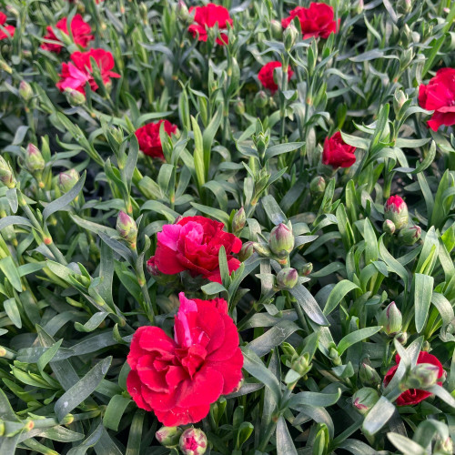 oeillet Dianthus Oscar Cherry