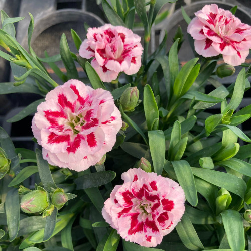 oeillet Dianthus Oscar Pink And Purple