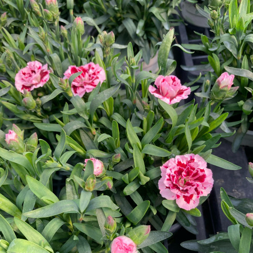 oeillet Dianthus Oscar Pink And Purple