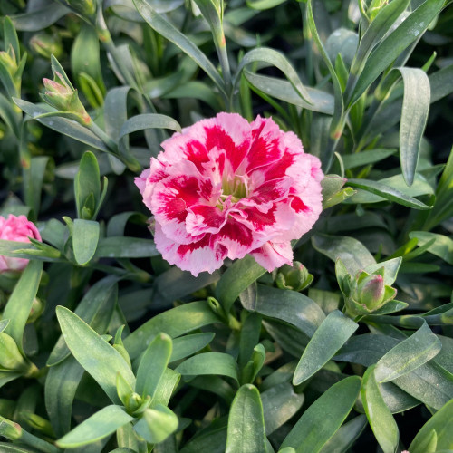 oeillet Dianthus Oscar Pink And Purple