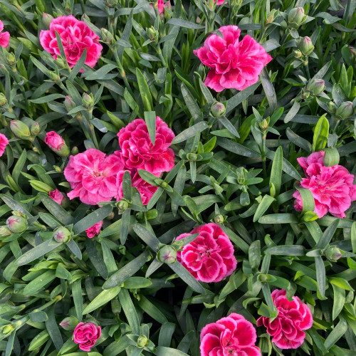 oeillet Dianthus Oscar Purple Wings