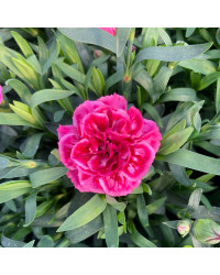 oeillet Dianthus Oscar Purple Wings