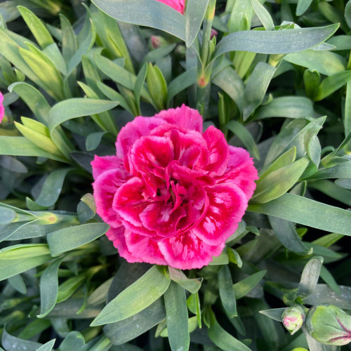 oeillet Dianthus Oscar Purple Wings