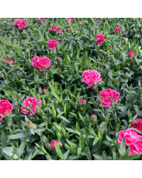 oeillet Dianthus Oscar Purple Wings