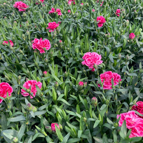 oeillet Dianthus Oscar Purple Wings