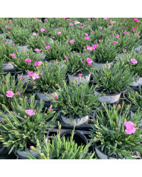 oeillet Dianthus Pink Kisses