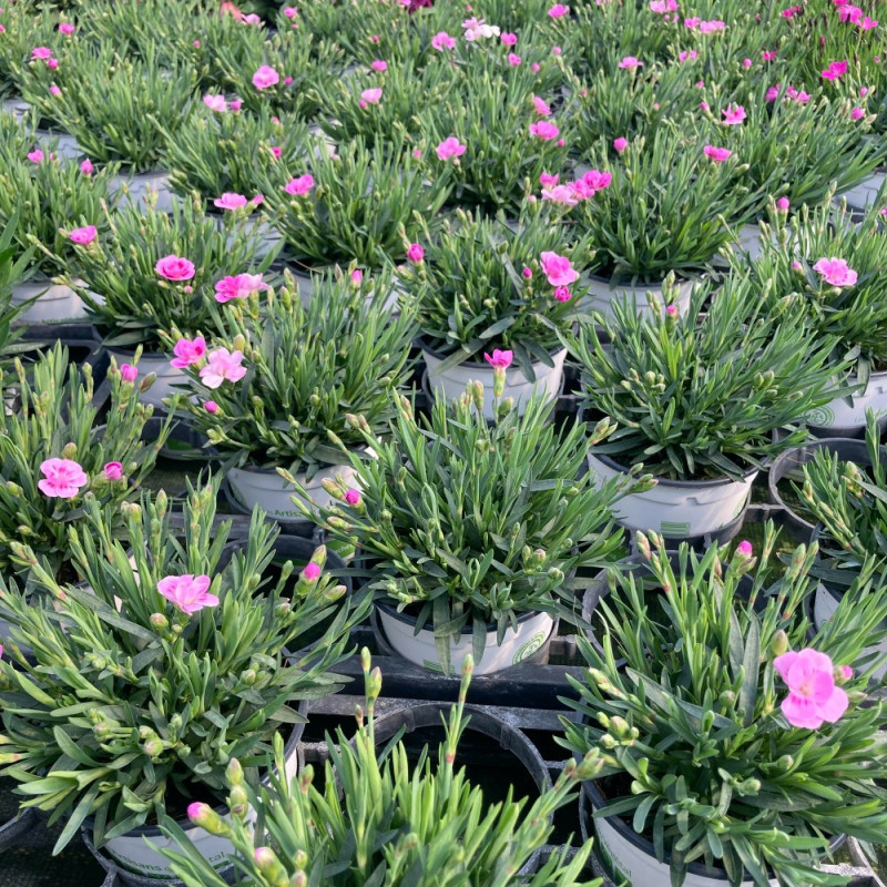 Acheter oeillet Dianthus Oscar Cherry pas cher sur