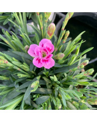 oeillet Dianthus Pink Kisses