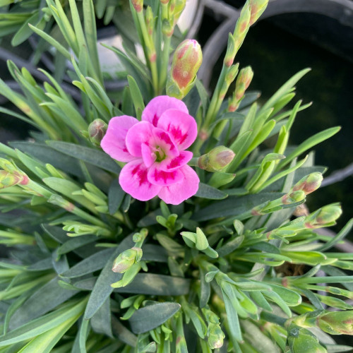 oeillet Dianthus Pink Kisses