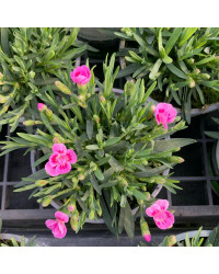 oeillet Dianthus Supertrouper Ilka