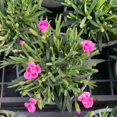 oeillet Dianthus Supertrouper Ilka