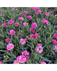 oeillet Dianthus Supertrouper Ilka