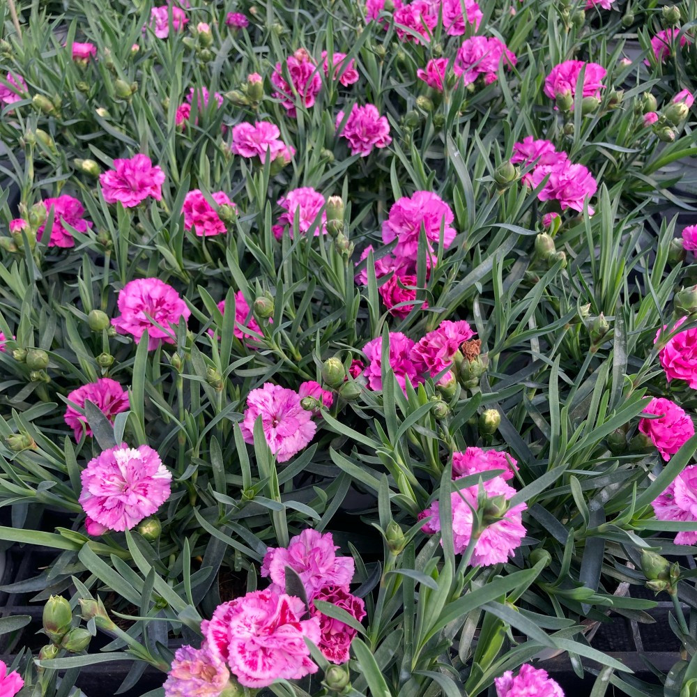 oeillet Dianthus Supertrouper Ilka