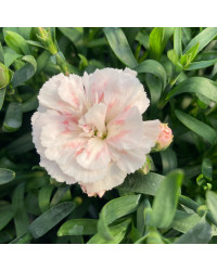 oeillet Dianthus Supertrouper Sissy