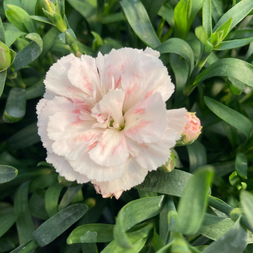 oeillet Dianthus Supertrouper Sissy