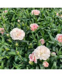 oeillet Dianthus Supertrouper Sissy