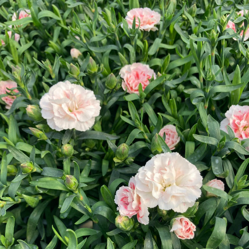 oeillet Dianthus Supertrouper Sissy