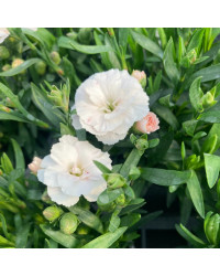 Oeillet Dianthus Supertrouper Witta