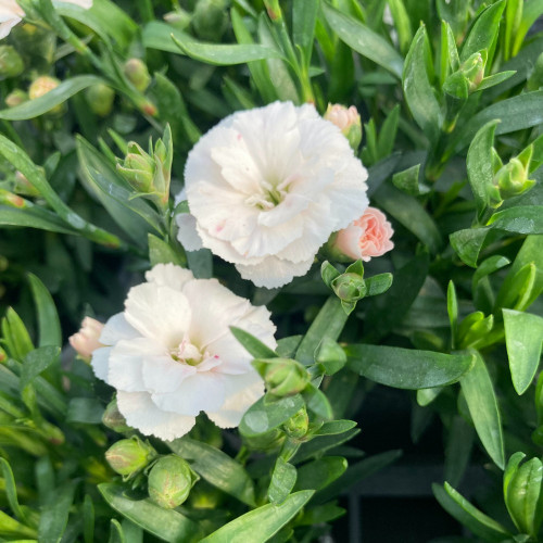 Oeillet Dianthus Supertrouper Witta