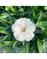 Oeillet Dianthus Supertrouper Witta