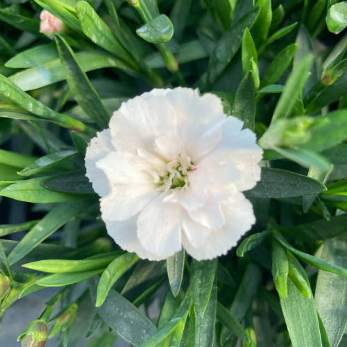 Oeillet Dianthus Supertrouper Witta