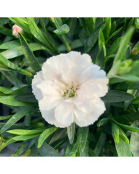 Oeillet Dianthus Supertrouper Witta
